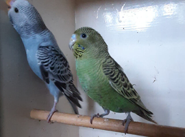 Budgies