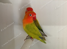 Split Opaline dilute x opaline Euwing Fischer's lovebirds
