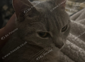 Grey cuddly cat