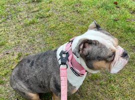 Oreo- female English bulldog