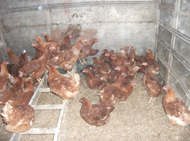 16 weeks old Point of lay Hens here 12th September