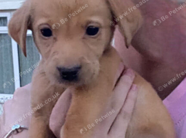 Labrador pup