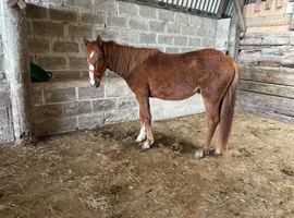 Lovely new forest colt