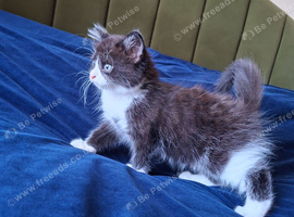 LAST KITTEN LEFT! Fluffy Black & White Female &ndash; Super Playful & Affectionate