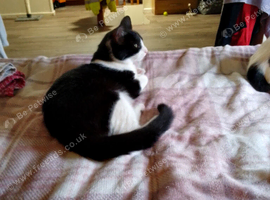Male kitten for sale