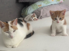 Kittens for sale