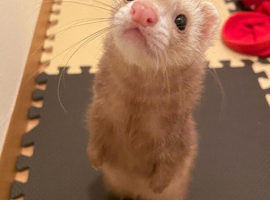 WANT ANY FERRET around edgware area