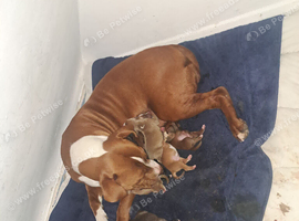 Staffy cross puppies