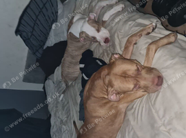 2 Yr old American Bully for stud