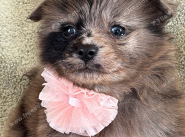 Beautiful Merrill puppies