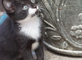 Beautiful kittens