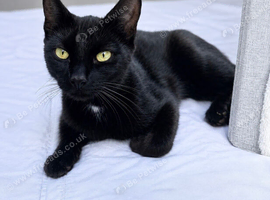 Beautiful female cat