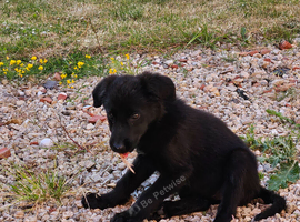 8 week golden shepherd