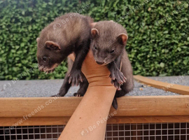 Ferrets available from 7th August