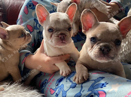 French Bulldog Puppies