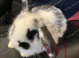 Baby mini lops
