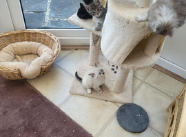 Chinchilla kittens