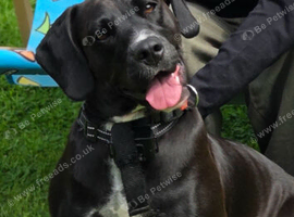 URGENT Staffy x Toy Poodle