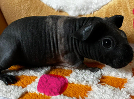 2 x Female Skinny Pigs