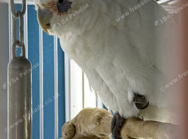 Cockatoo female