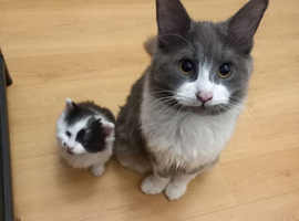beautiful kittens