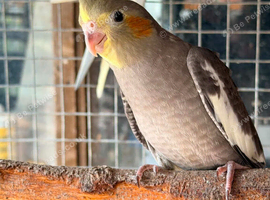 Baby cockatiels