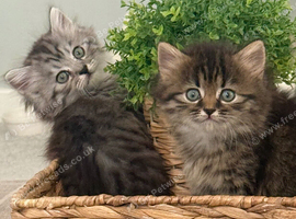 1/2 Persian kittens