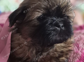3 beautiful pure shih tzus ready now!