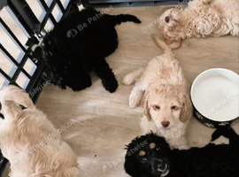 F1 Gorgeous Cokapoos Mother poodle (small to medium in size ) & Father cocker spaniel (small to medium size)