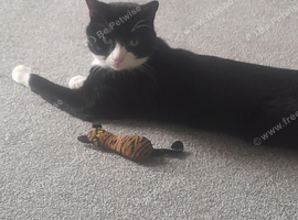 Cat for sale