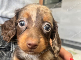 KC PRA clear long haired mini dachshund puppies