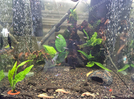 Bristlenose Plecos Need New Home