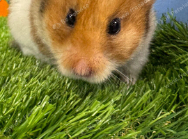 Female Syrian Hamster