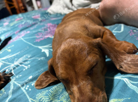 Dachshund