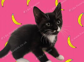 Kitten girl &pound;20 b71 Westbromich area