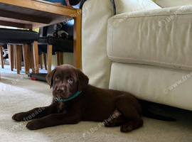 Chocolate Labrador puppy 13 weeks