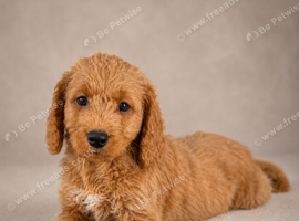 Labradoodle pups ready to go