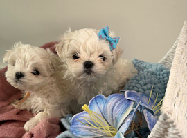 Beautiful Korean Maltese Pups