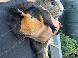 Male Guineas looking for forever homes