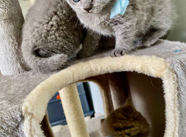 Pure British shorthair kittens genetically tested