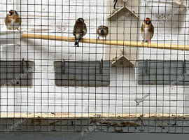 Goldfinch hens