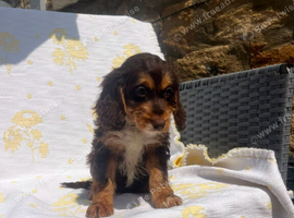 Cockerpoo puppies