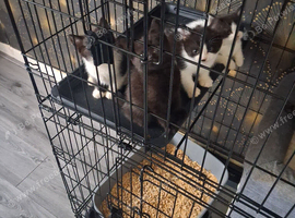 British Shorthair kittens cross