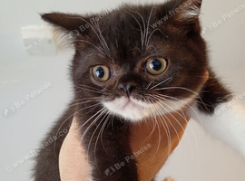 Exotic shorthair crossed Scottish straight kittens ready to leave