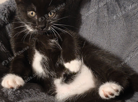 Black and white tabby kittens