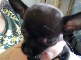 Chihuahua Puppies for Sale