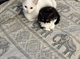 1 kitten for sale