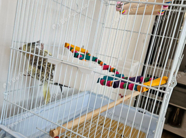 Cockatiel