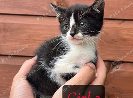 3 Kittens