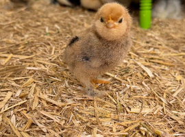 Barbu D&rsquo;uccles (booted bantam)